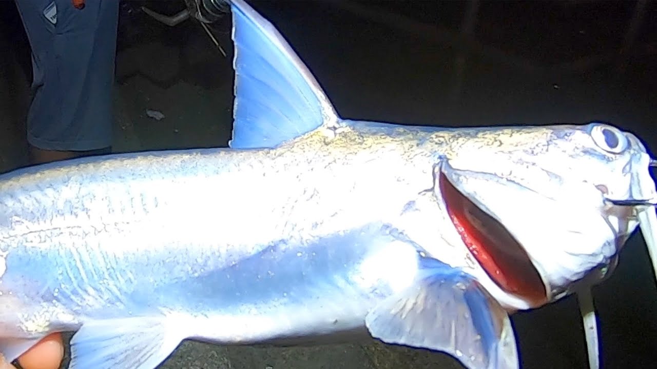 Eating My Bait + Gafftop Catch And Cook