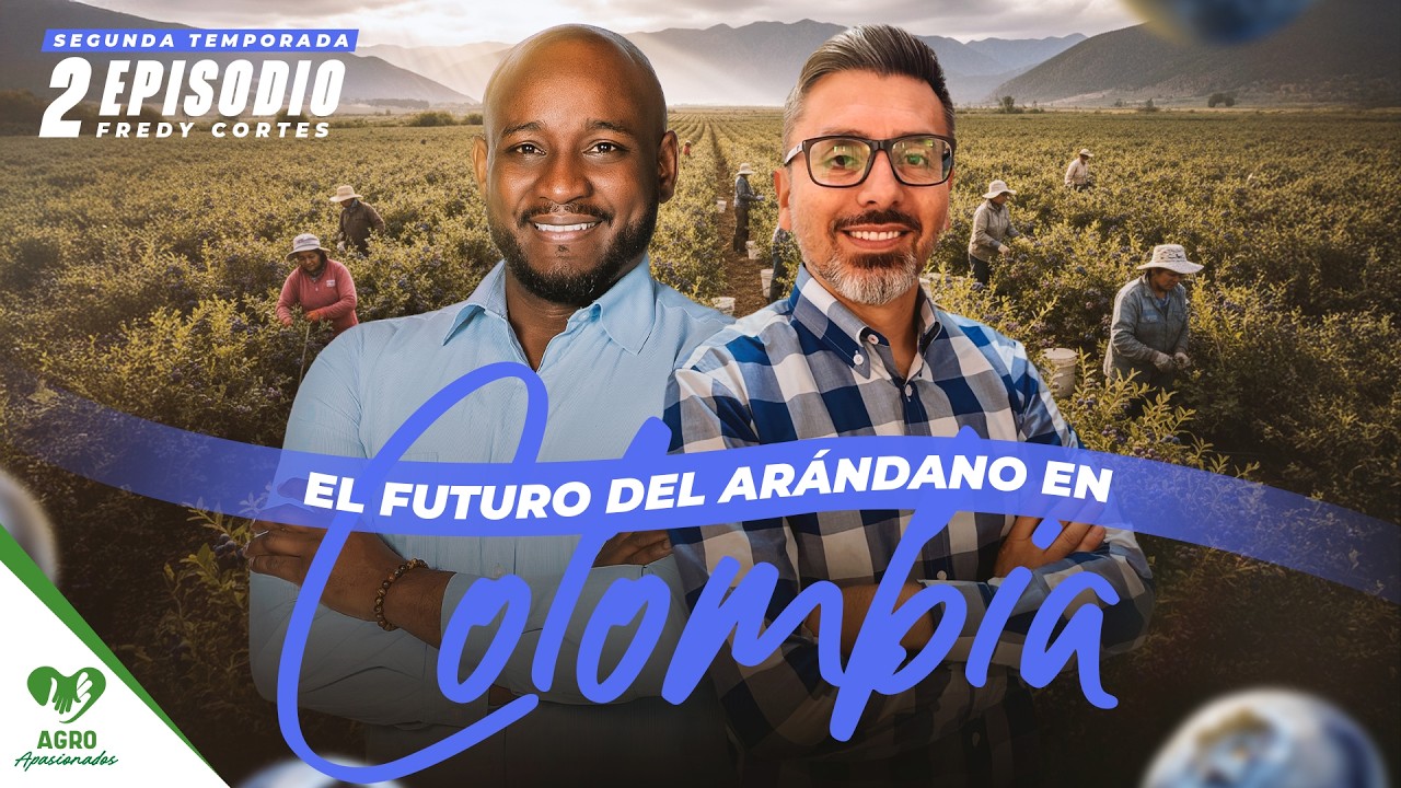 El futuro del arándano en Colombia