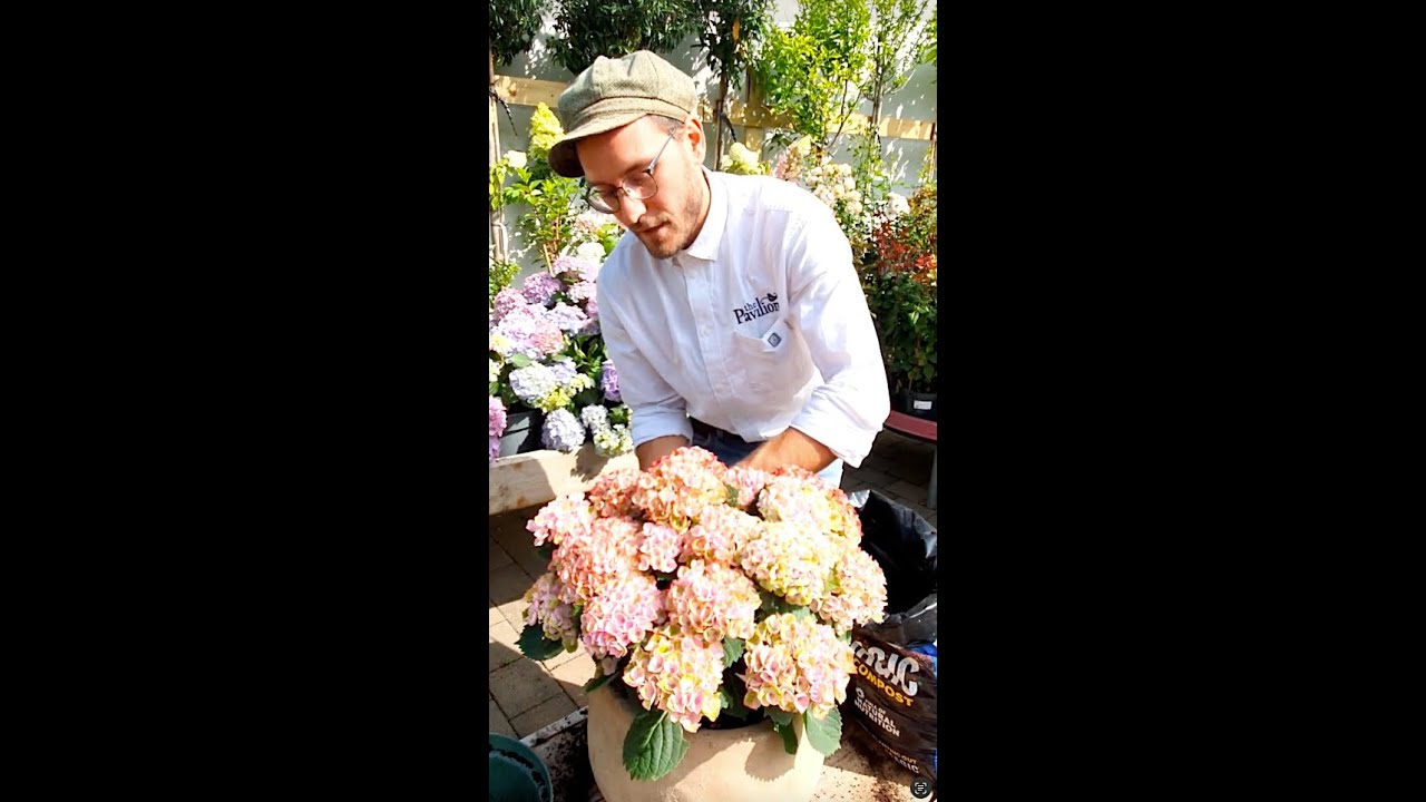 How to plant hydrangeas in containers & pots