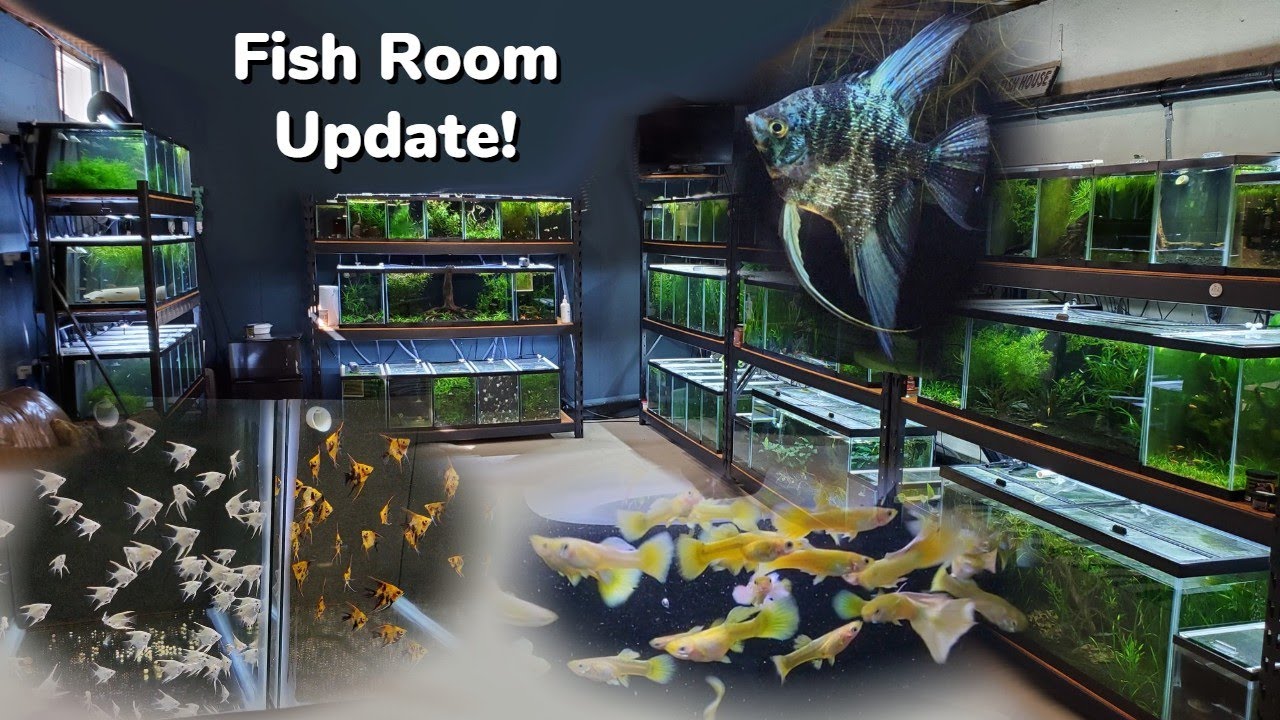 Fish Room Update! Lots of Babies! Angels, Guppies, Plecos, and More: Full Fish Room Tour