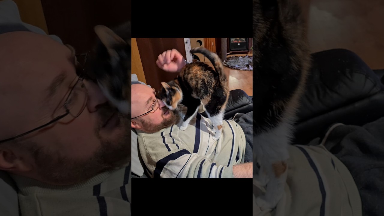 Adorable calico cat Diana 🥰 