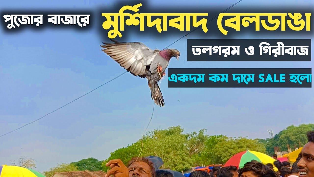 কবুতর হাট ২০২৩ | Beldanga Hat Murshidabad | Beldanga Pigeon Market 🕊 @indianpigeonslover896