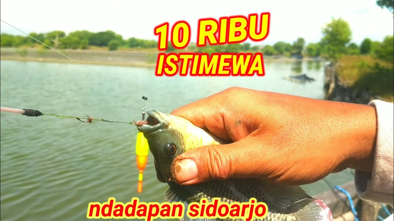 SPOT ISTIMEWA FULL STRIKE CUKUP 10 RIBU//MANCING NDADAPAN SIDOARJO