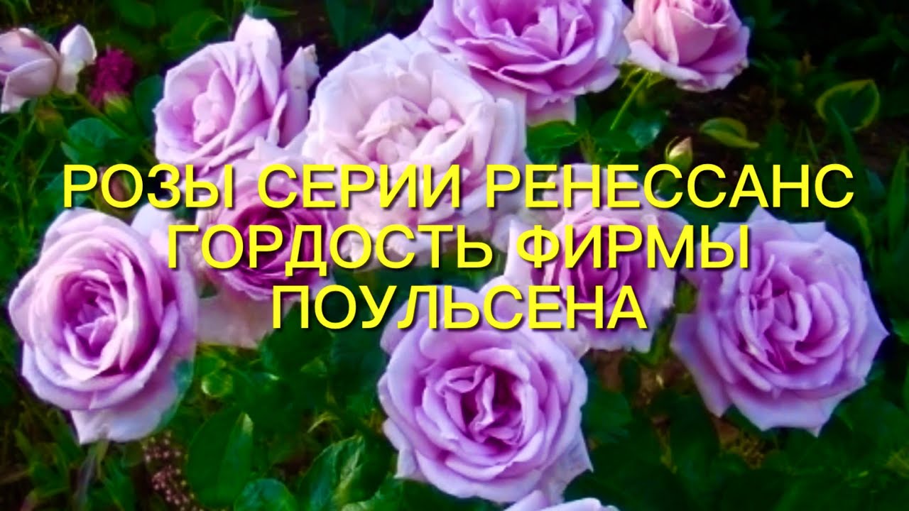 Розы Датской фирмы  Poulsen. Серия Ренессанс - чарующий аромат и неприхотливость ….🌹🌹🌹