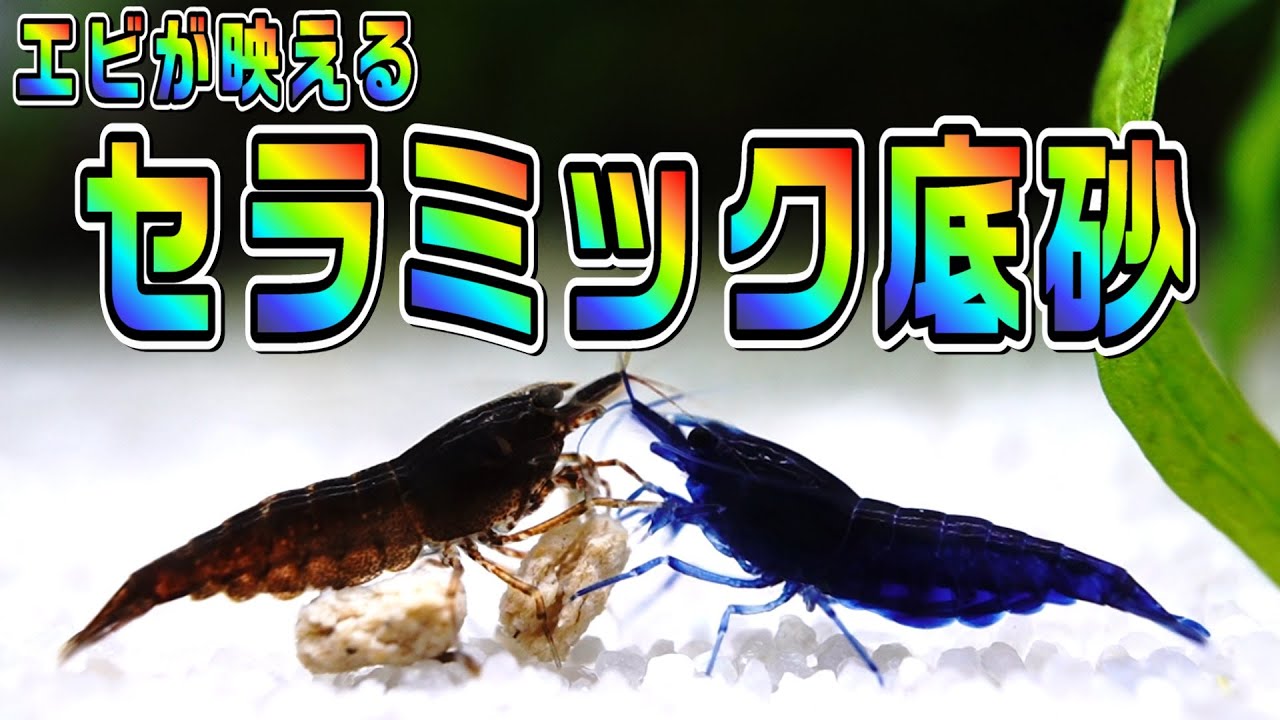 【チェリーシュリンプ】エビに適していて細かすぎない、セラミックの底床材を使用してエビ水槽を立ち上げる。【アクアリウム】