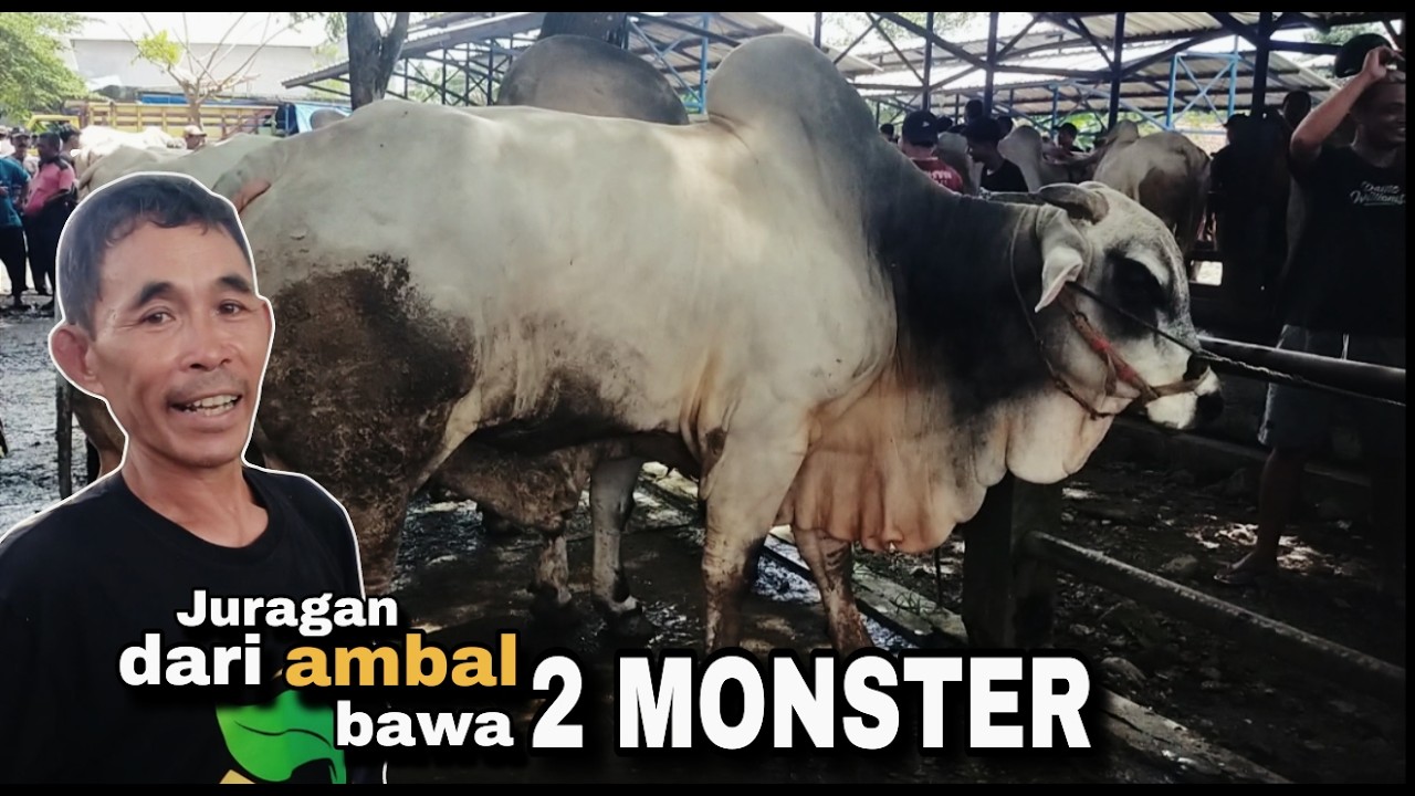 SAPI JUMBO ‼️ Di pasar hewan ARGOPENI