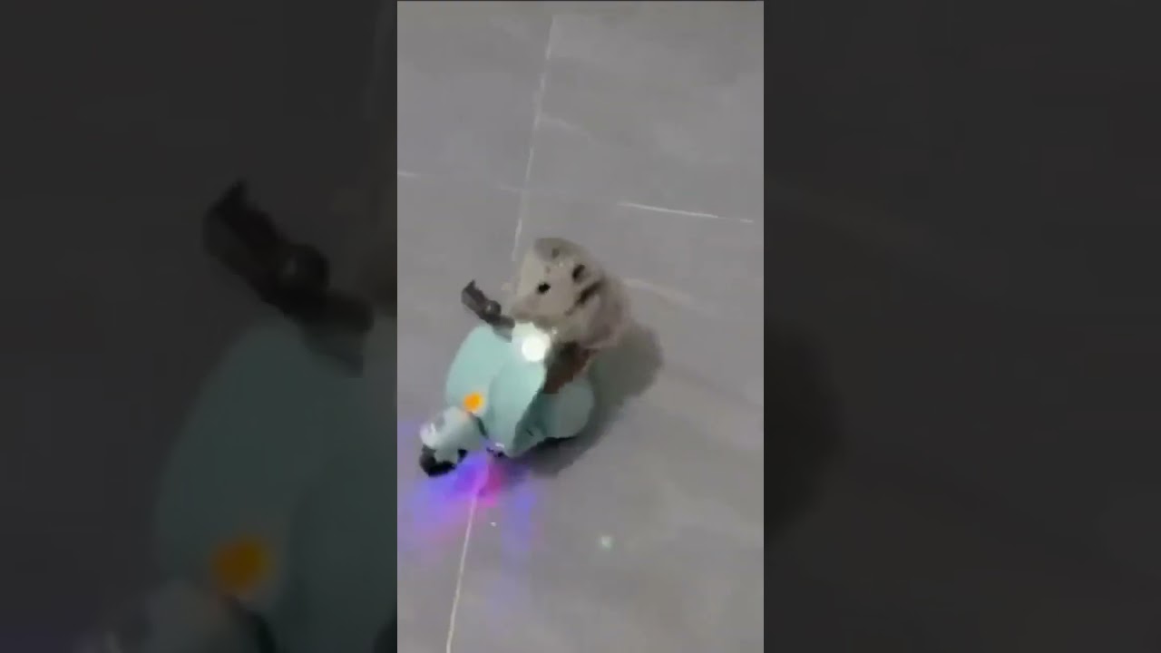Funny and Cute Hamsters Video Compilation