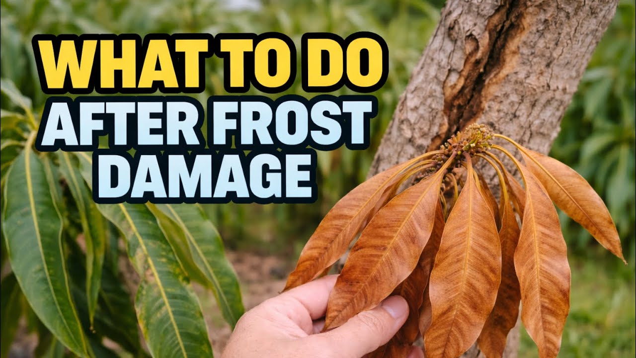 What to Do (and NOT Do) After Frost Damage on Mango Trees