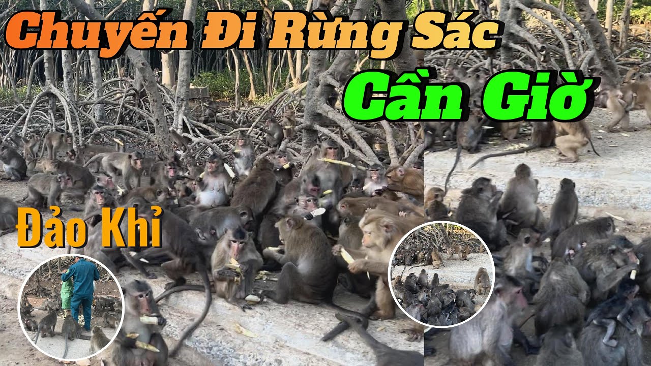 Chuyến đi rừng sác cần giờ , đảo khỉ cần giờ khu du lịch sinh thái