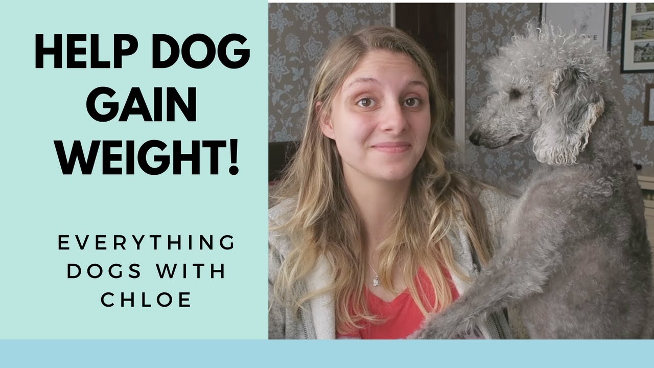 HOW TO GET YOUR DOG TO GAIN WEIGHT -5  SIMPLE STEPS