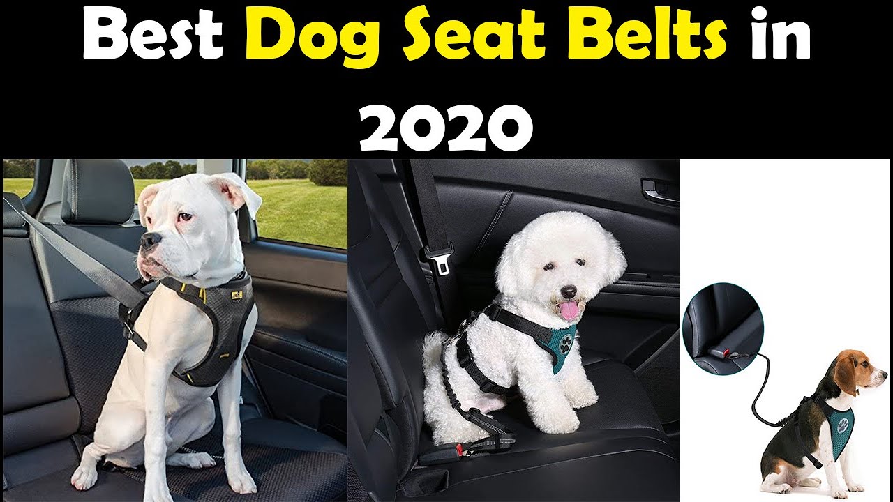 The 05 Best Dog Seat Belts in 2020