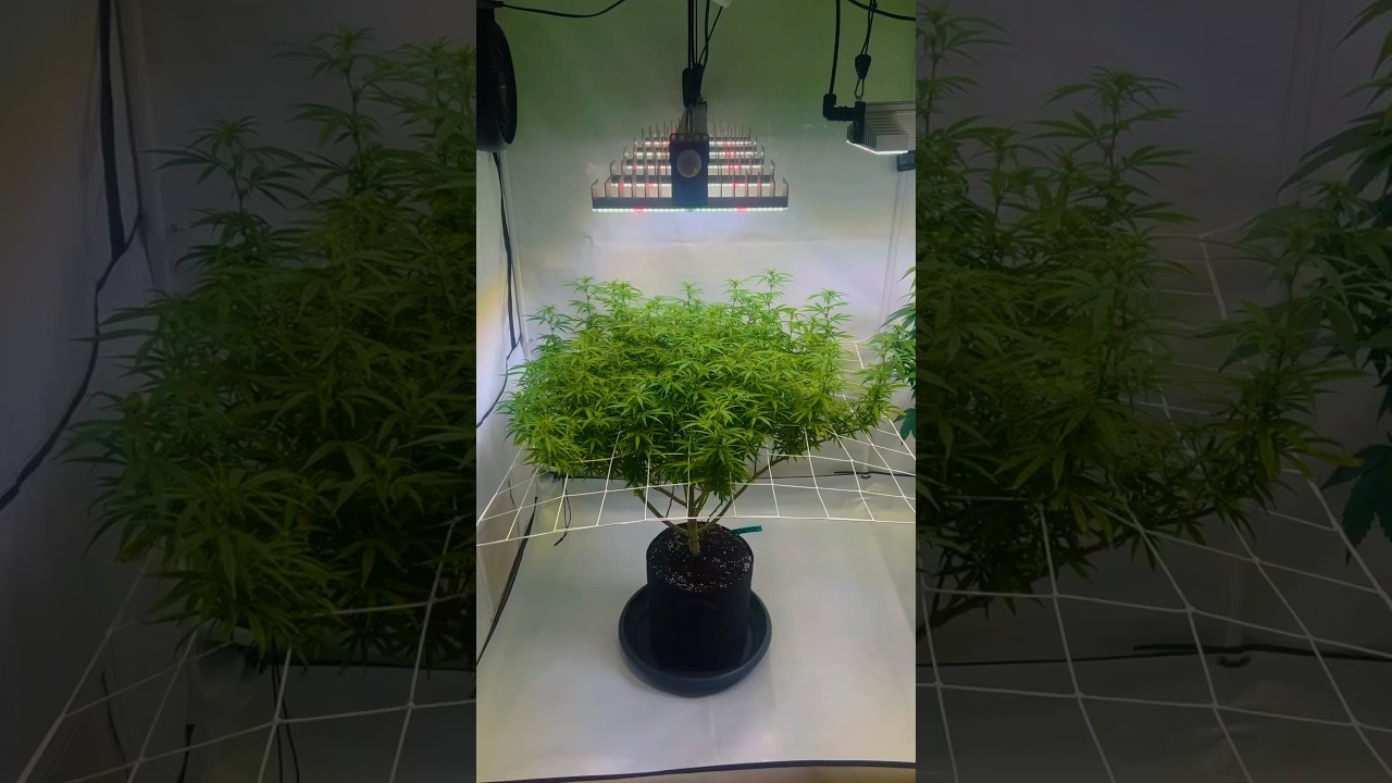 _Watermelon Zkittlez_ Update &ndash; [Part 3]: Early Bloom Stage (Single Plant Visual)