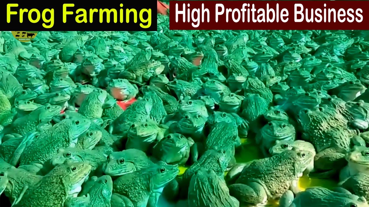 Frog Farming - How To Invest in Frog Farm - How to Start a Business Farming Frogs - Smart Farming