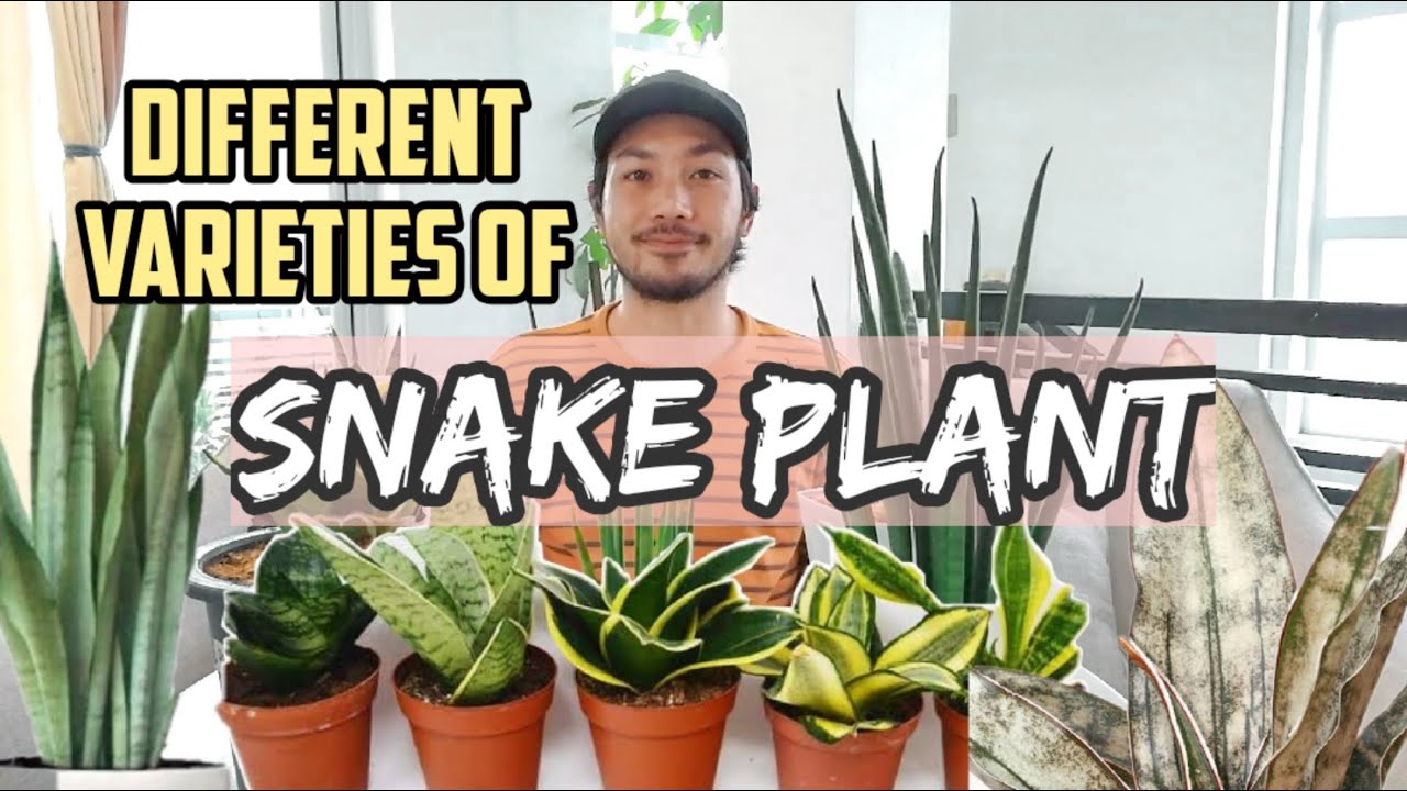 DIFFERENT VARIETIES OF SNAKE PLANT