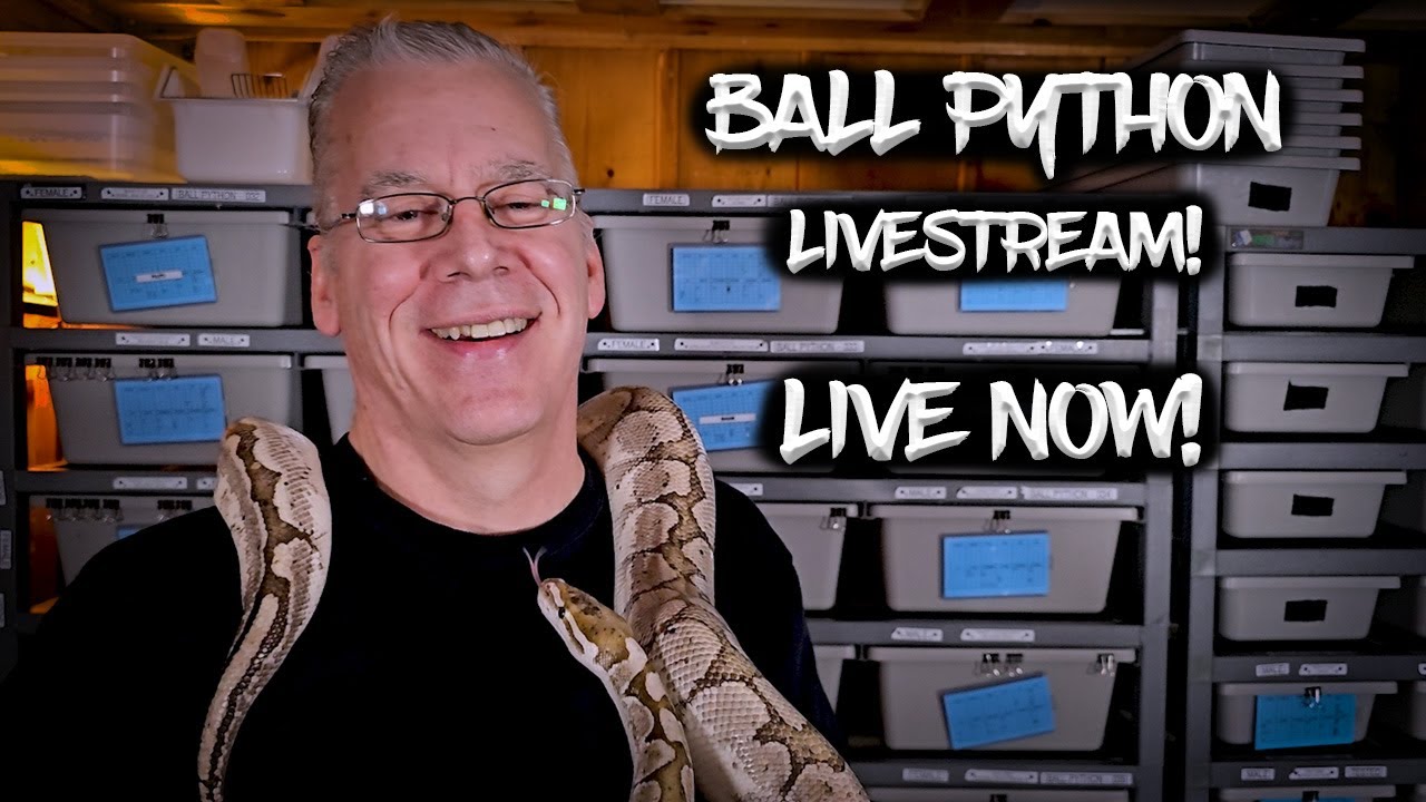 Live Now with Chris Hardwick Reptiles!  Let's talk Ball Pythons!