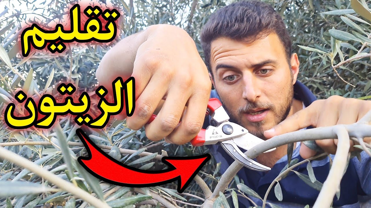 تقليم شجرة الزيتون خطوة بخطوة 🫒