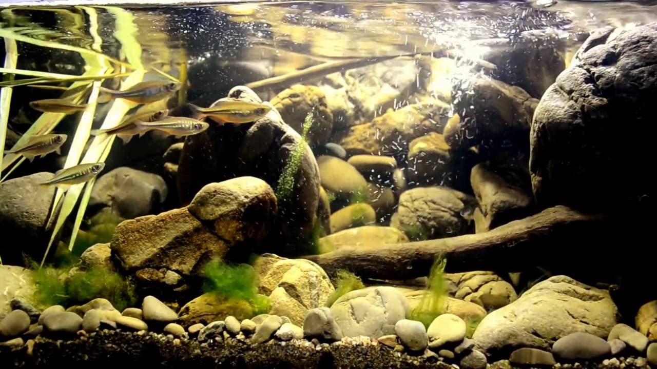 Биотоп Малабарского данио (Devario malabaricus) / Malabar danio biotope / for BADC 2016