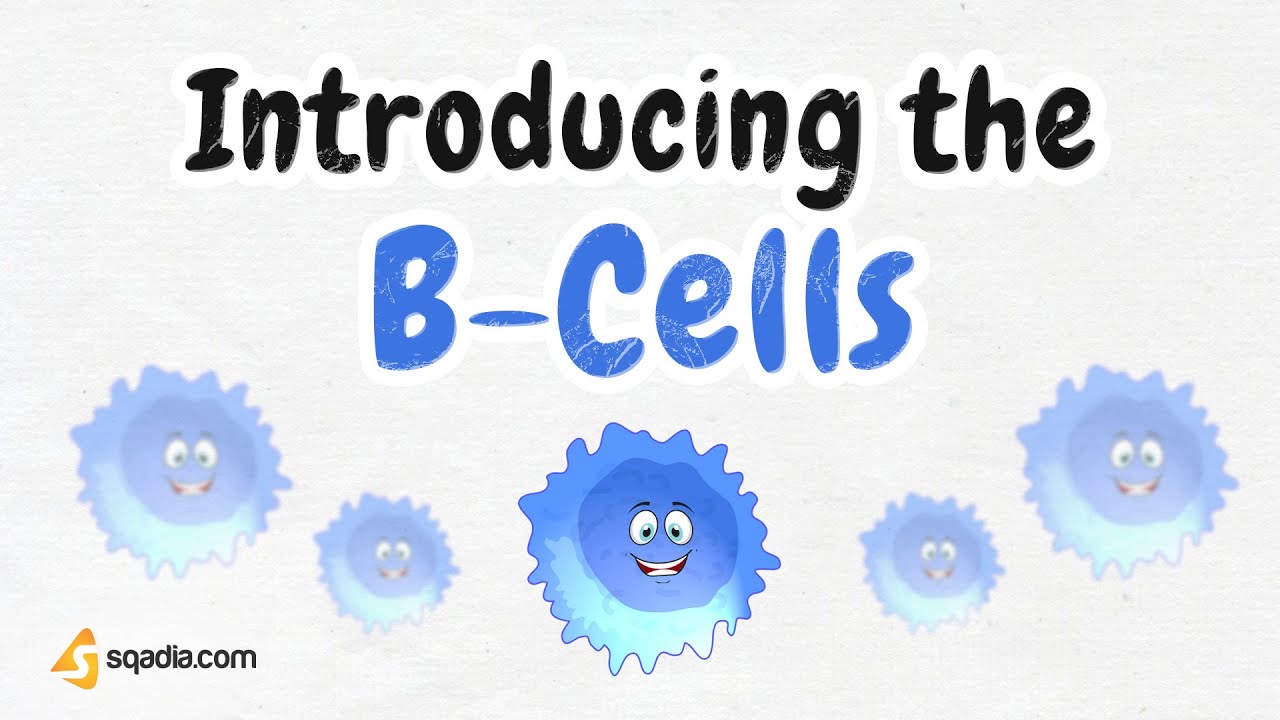 Introducing the B-Cells - Introduction
