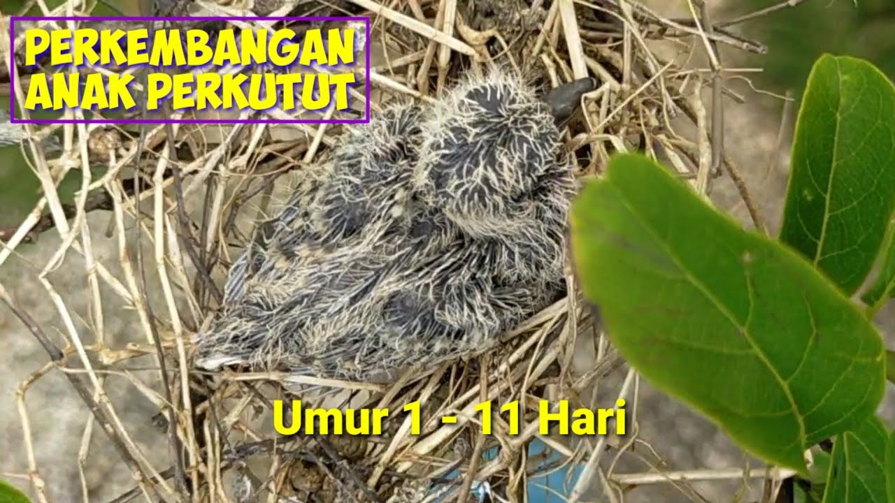 Perkembangan Anak Perkutut dari Menetas Hingga Umur 11 Hari