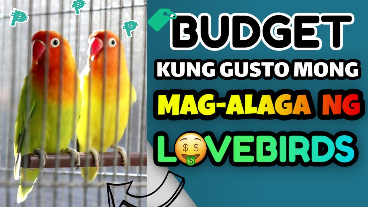 Magkano Ang Lovebird Supplies Kung Mag-aalaga Ka Sa Pilipinas - PRESYO NG LOVE BIRDS AT MATERYALES