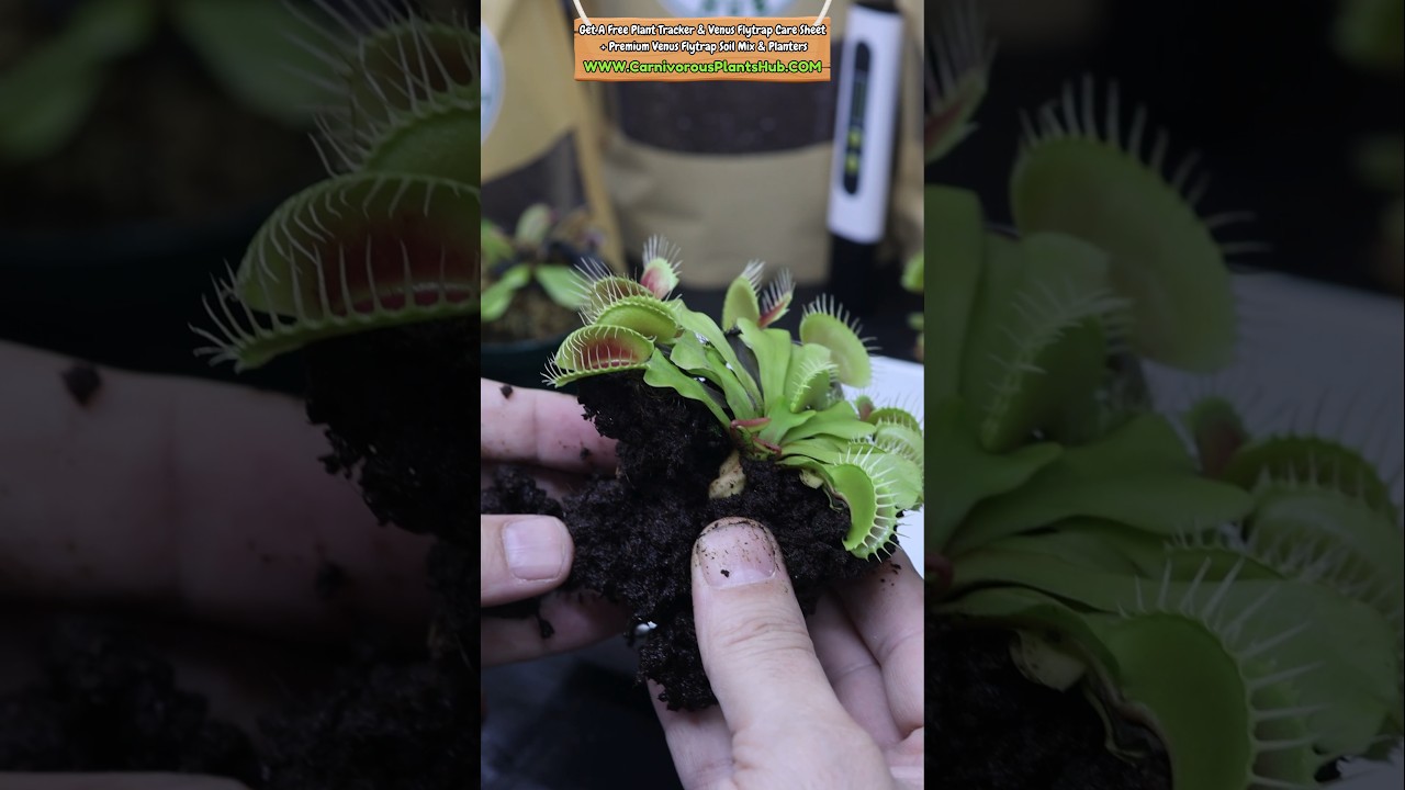 Should You Remove All The Old Substrate When Repotting A Venus Flytrap