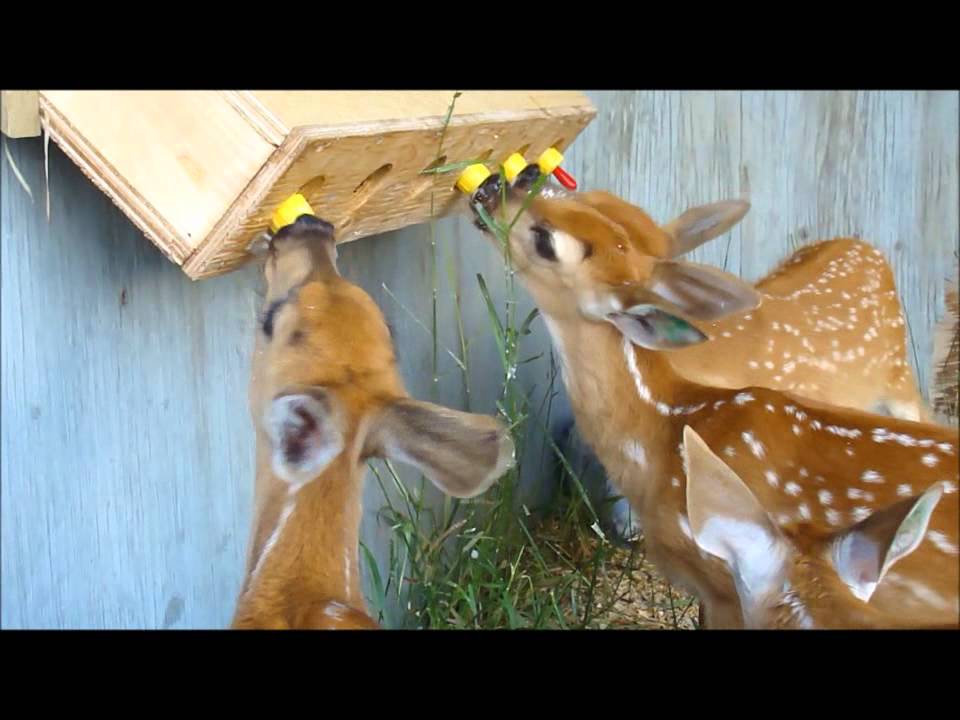 Fawns Bottle-Feeding