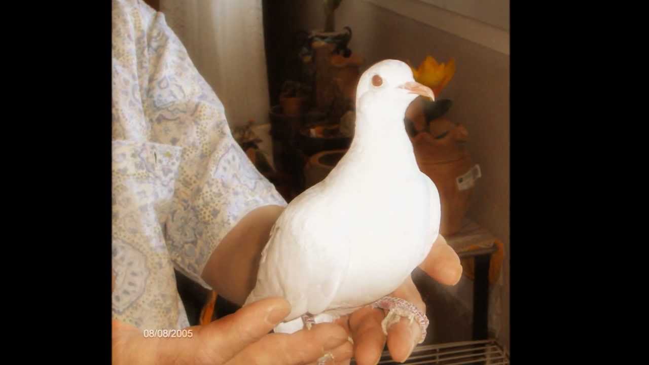 Coccidiose : Protéines contre la Coccidiose
