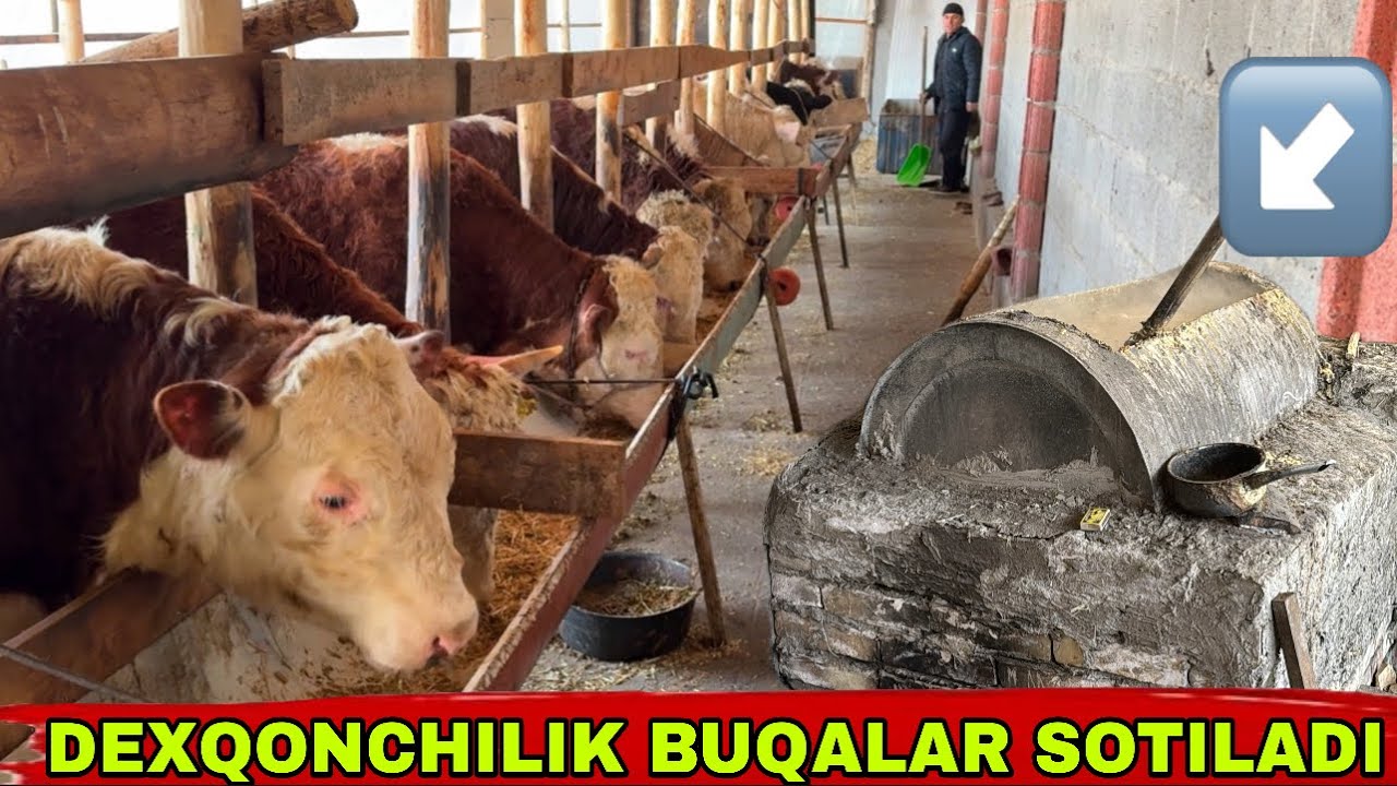 DEXQONCHILIK BUQALAR SOTILADI✅✅✅✅4 февраля 2026 г.
