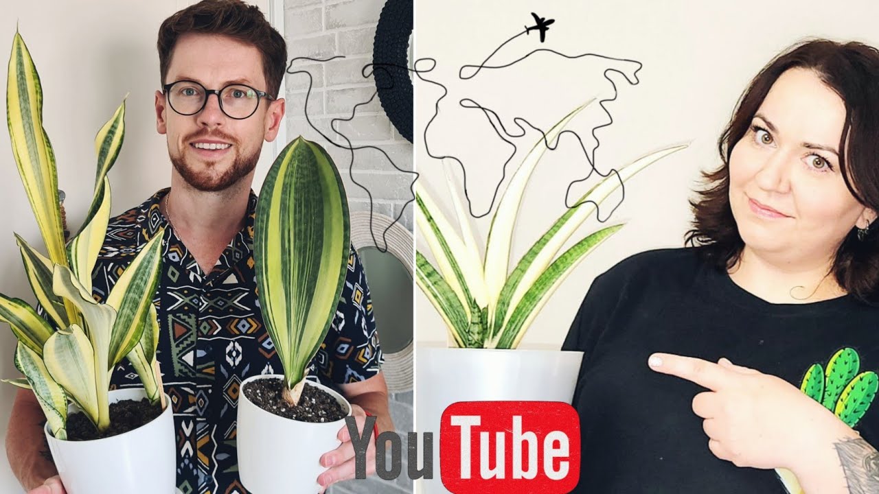 Огромная коллекция сансевиерий моей подруги Анны. Обзор редких сортов со всего мира. Мегаколлекция.