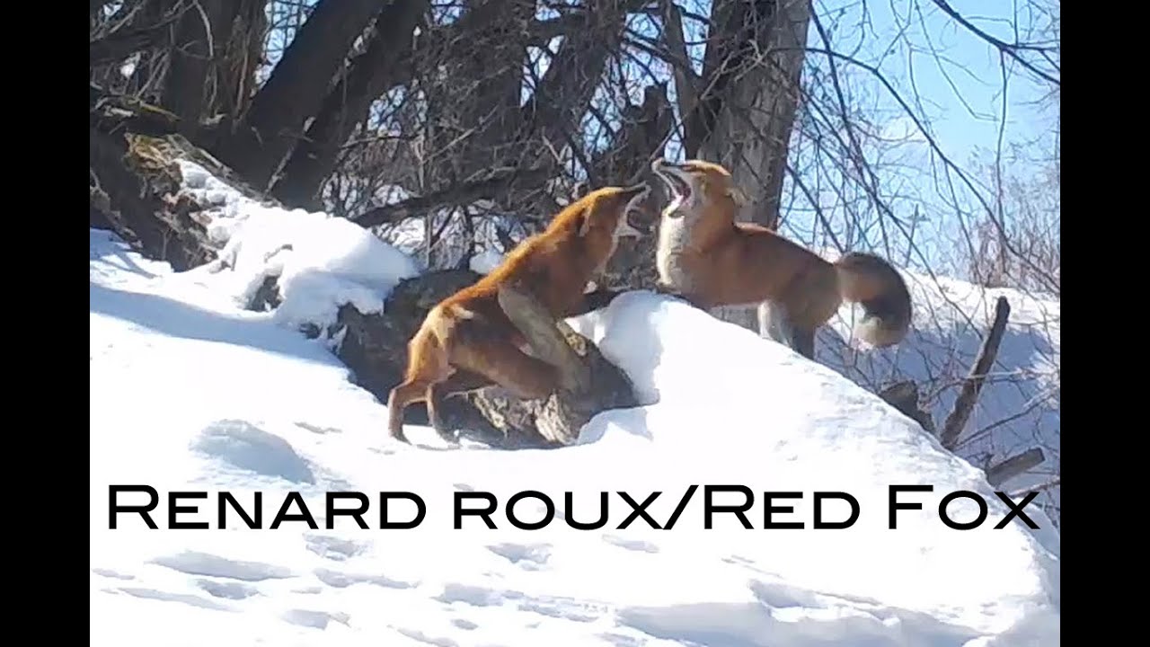 La vie de famille du renard roux/The family life of the Red Fox (Épisode 4)