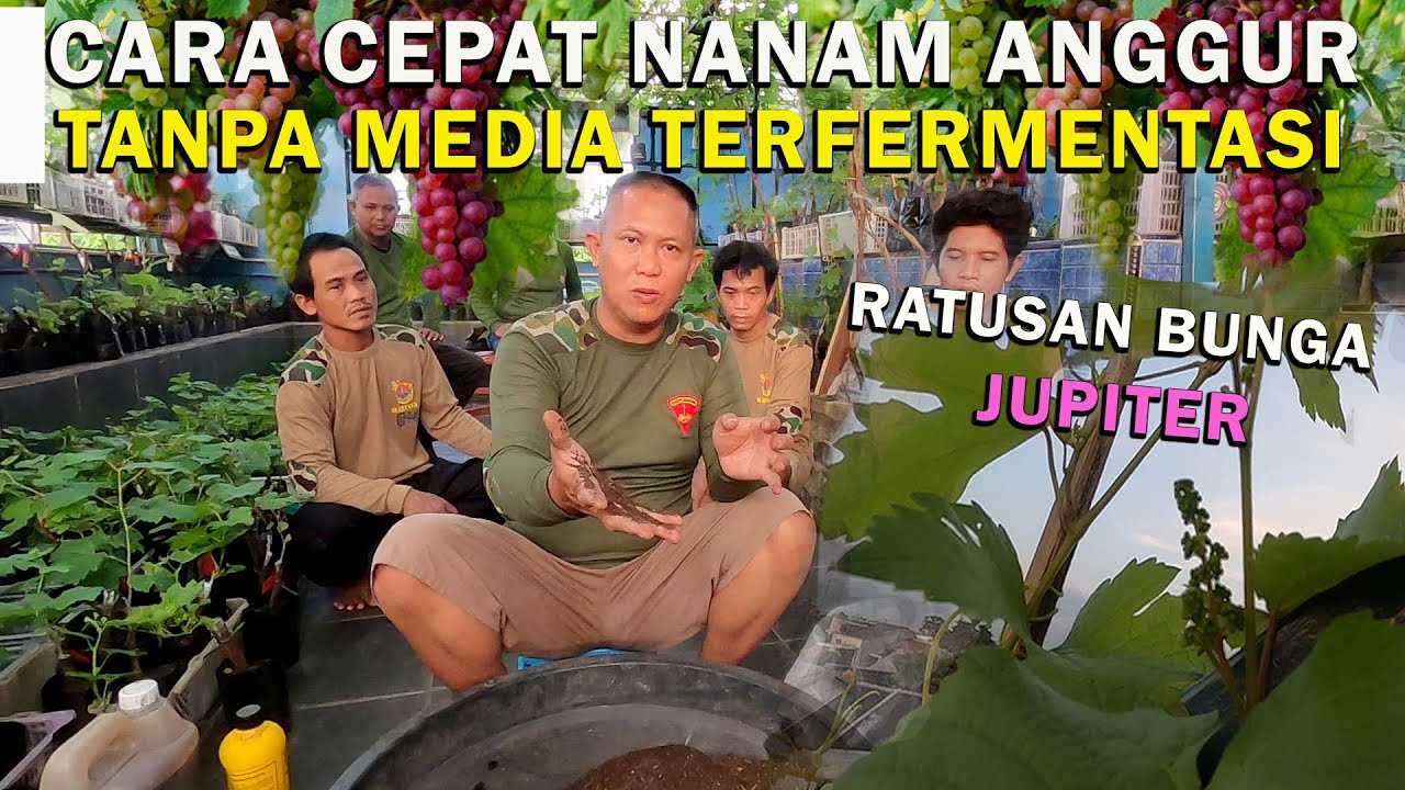 CARA CEPAT NANAM ANGGUR TANPA MEDIA TERFERMENTASI DAN RATUSAN BUNGA JUPITER I TIPS & TRIK