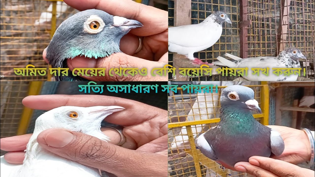 Best quality madrasi pigeon in Kolkata original Andhra lalsira pigeon.