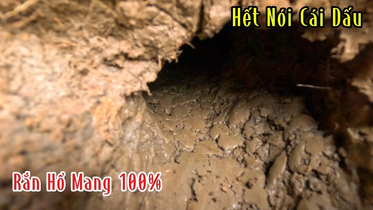 Con Rắn Hổ Mang Này Nó Quầng Cái Dấu Nóng Lạnh | Mười Thương Săn Bắt