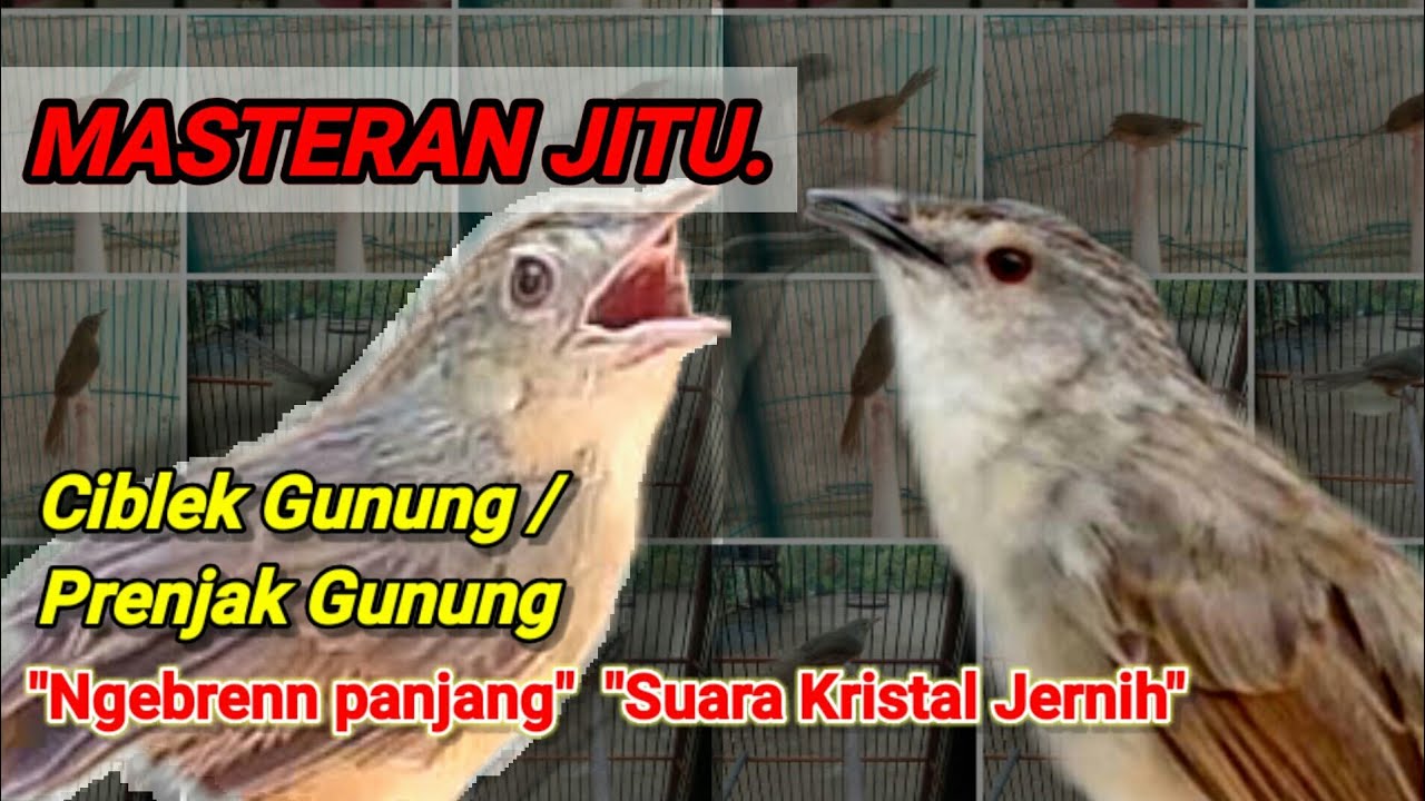 MASTERAN JITU CIBLEK NGEBREN SUARA KRISTAL