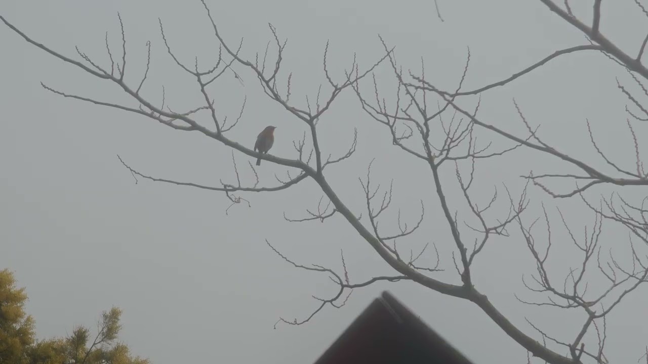 Petirrojo cantando en Cantabria (Erithacus rubecula)