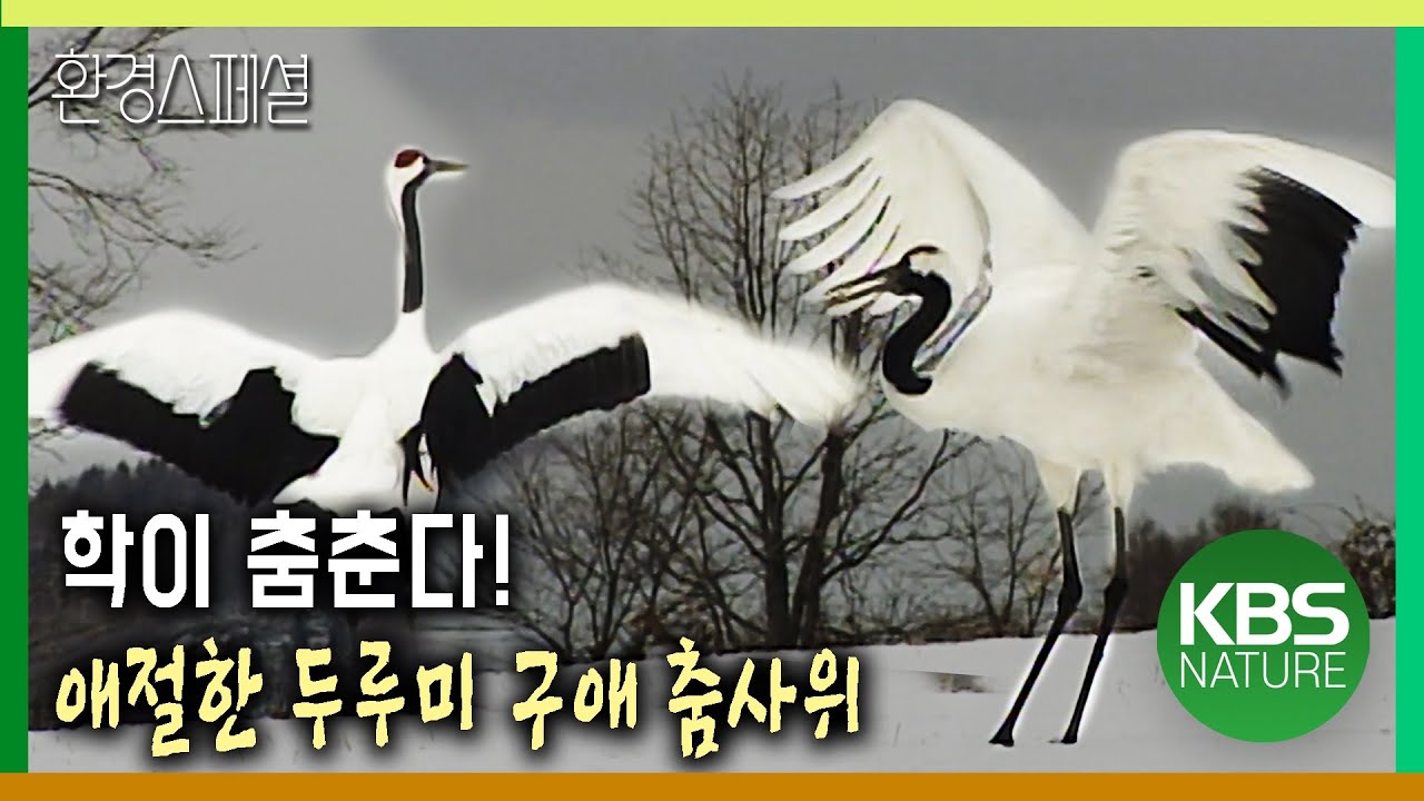 학이 춤춘다! 아름답고 애절한 두루미 구애 춤사위  [환경스페셜-두루미, 구미 습지에 날다] / KBS 20071003 방송