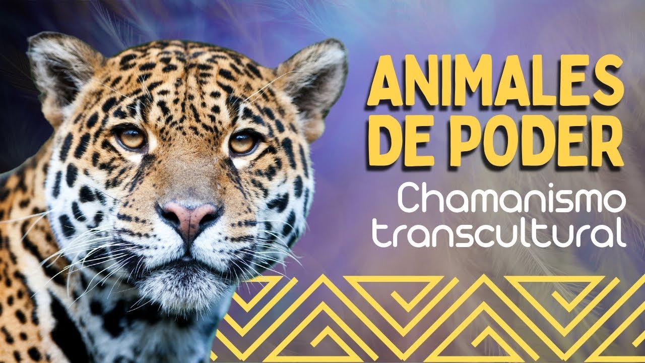 &iquest;Qu&eacute; son los Animales de Poder? | Chamanismo Transcultural