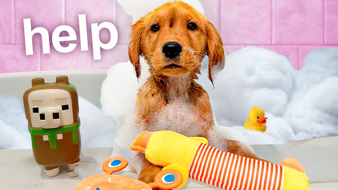 Puppy Takes Her First Bath...