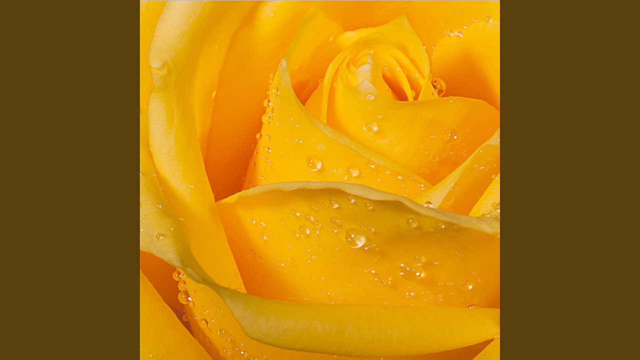 Yello Rose