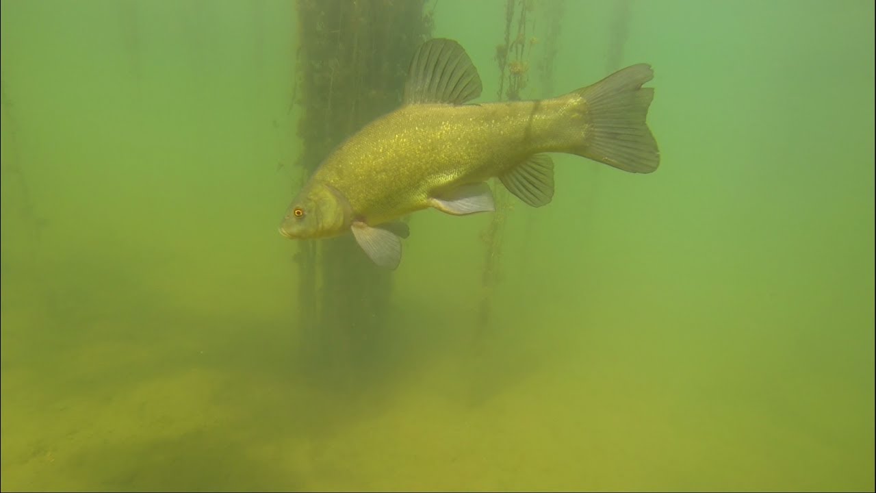 Schnorcheln in Niedernberg am Baggersee 2017