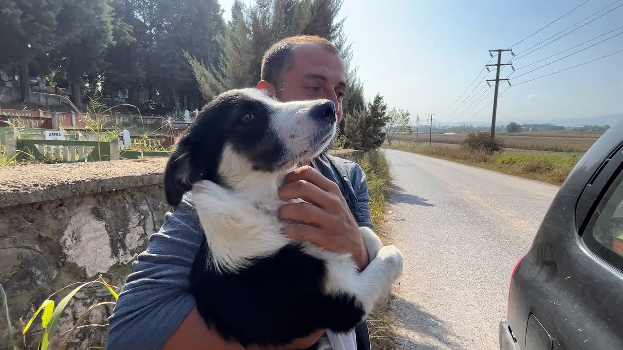Yol Kenarına Terkedilen Köpekleri Aldık | Çuvalla Atmışlar