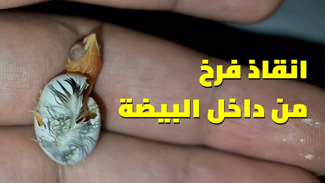 انقاذ فرخ #زيبرا (الفنجس) محتبس داخل البيضة