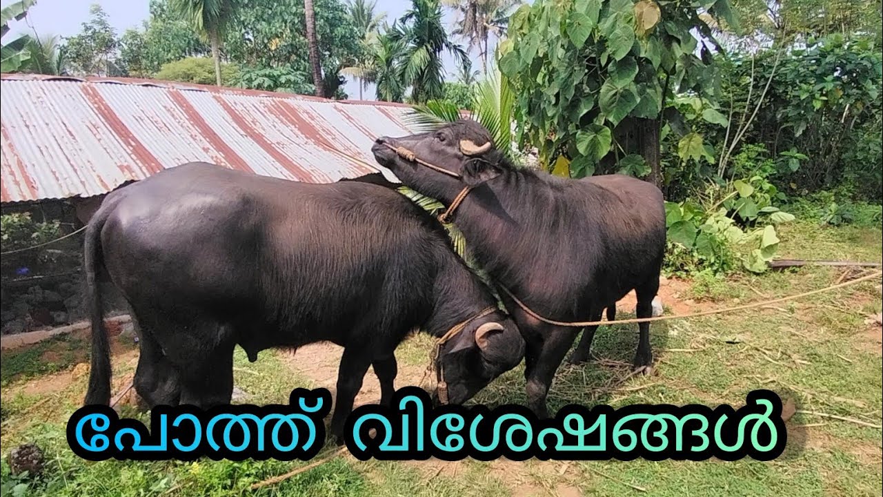 പോത്ത് വിശേഷങ്ങൾ / poth paripalanam / poth/buffalo farming kerala/