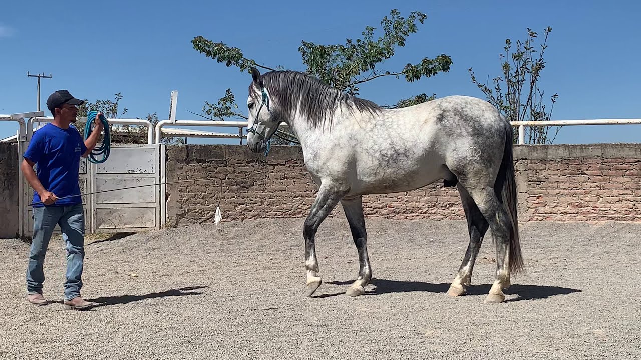 Doma a un Caballo Español de Carácter Dominante e Inseguro 🐴🐴🐴