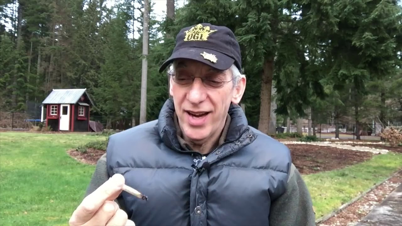 Chocolope Marijuana Strain Review