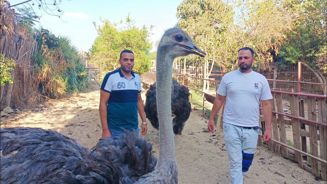 من داخل اكبر مزرعه 😱نعام المهندس احمد صلاح#العناني