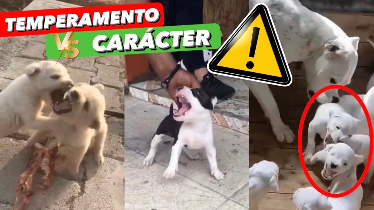 PERROS AGRESIVOS ⚠️ ¿NACEN o se HACEN? ➡️ TEMPERAMENTO vs. CARÁCTER 🥊