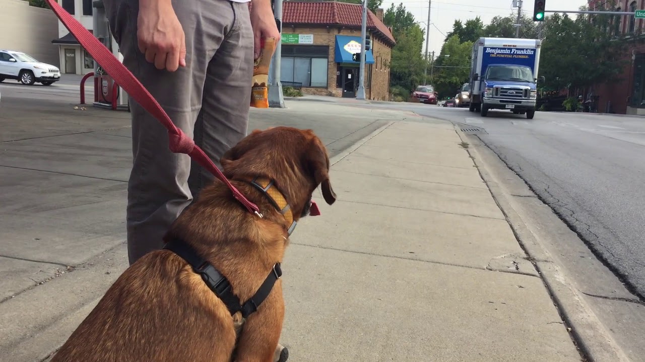 Using Counterconditioning to Train Eddie to Stop Reacting to Dogs and Vehicles