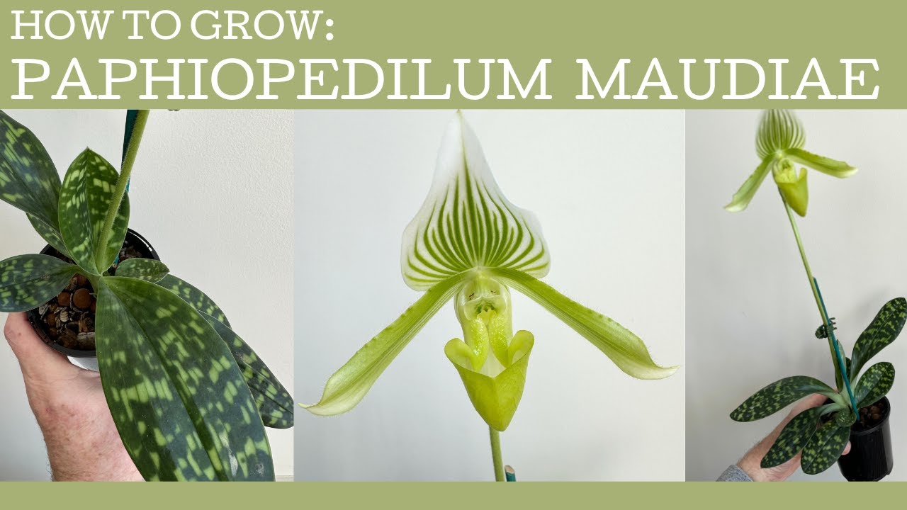 How to grow: Paphiopedilum Maudiae!