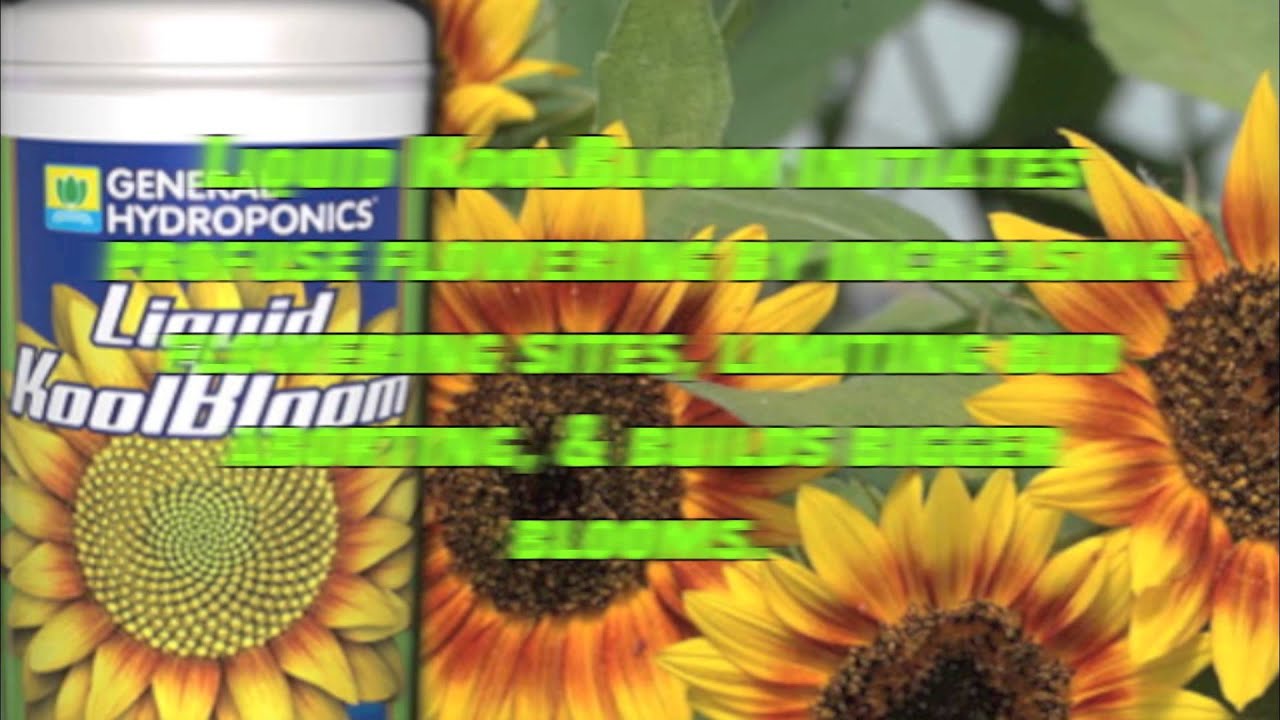 Big Bloomz Suggests General Hydroponics Liquid Kool Bloom
